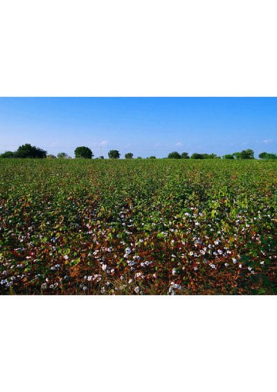 Sustainable Fashion: The Importance of Organic Cotton