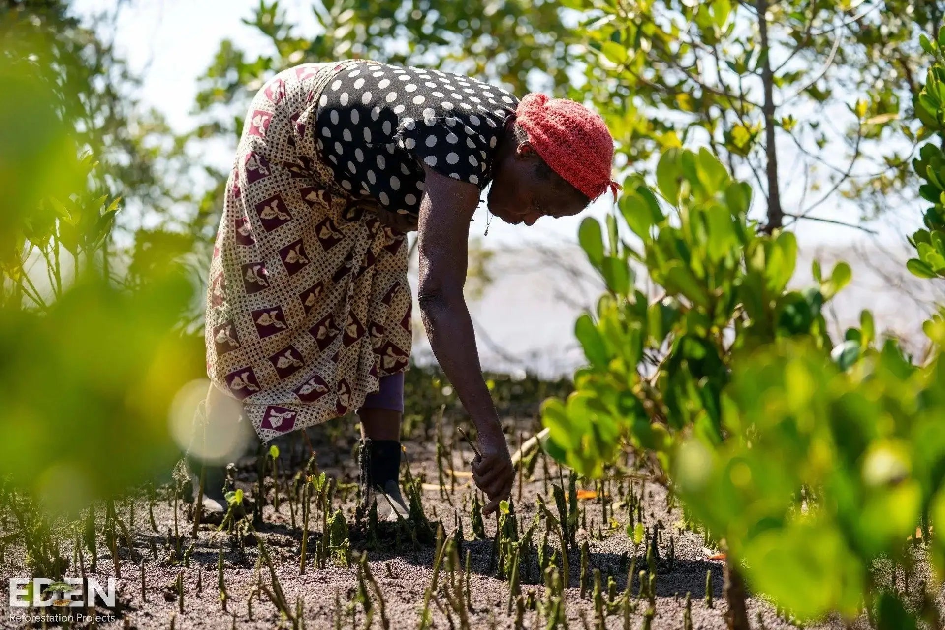 Woman planting trees in Mozambique with Eden Reforestation Projects